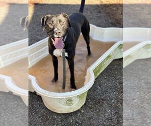 Mutt Dogs for adoption in Shelburne, VT, USA