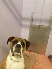 Boxer Dogs for adoption in Gloversville, NY, USA