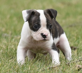 English Boston Bulldog Dogs for adoption in Mechanicsburg, PA, USA