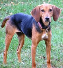 English Foxhound Dogs for adoption in Monroe, VA, USA