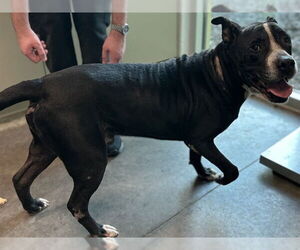 American Staffordshire Terrier-Unknown Mix Dogs for adoption in Tavares, FL, USA