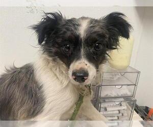 Australian Shepherd-Chihuahua Mix Dogs for adoption in Bakersfield, CA, USA