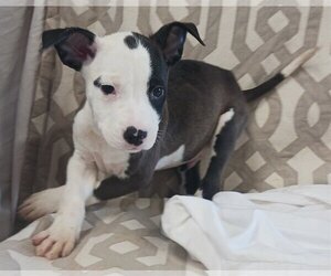 American Staffordshire Terrier Dogs for adoption in Chico, CA, USA