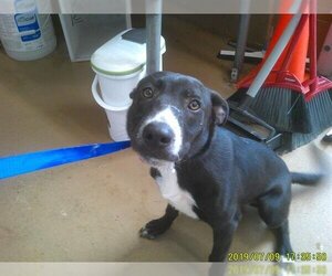 Pointer Dogs for adoption in Chula Vista, CA, USA