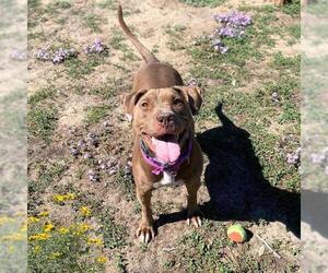 American Pit Bull Terrier Dogs for adoption in Aurora, CO, USA