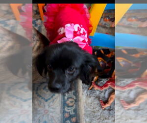 Chion Dogs for adoption in Mechanicsburg, PA, USA