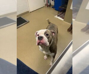 American Bulldog-Unknown Mix Dogs for adoption in Easton, MD, USA
