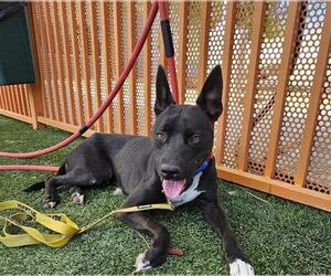 American Pit Bull Terrier-Labrador Retriever Mix Dogs for adoption in Las Vegas, NV, USA