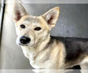 Akita Dogs for adoption in San Bernardino, CA, USA