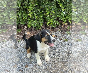 Border Collie-Mountain Cur Mix Dogs for adoption in Monterey, VA, USA