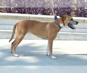Shepradors Dogs for adoption in Irvine, CA, USA
