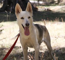 German Shepherd Dog-Siberian Husky Mix Dogs for adoption in Alamogordo, NM, USA