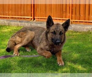 German Shepherd Dog-Unknown Mix Dogs for adoption in Las Vegas, NV, USA