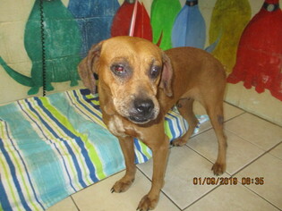 Boxer-Catahoula Leopard Dog Mix Dogs for adoption in Kailua Kona , HI, USA