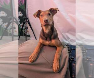 German Shepherd Dog Dogs for adoption in Frisco, CO, USA