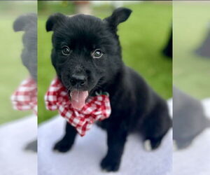 Labrador Retriever-Unknown Mix Dogs for adoption in Royal Palm Beach, FL, USA