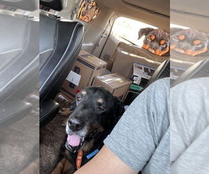 Rottweiler Dogs for adoption in Gilbert, AZ, USA