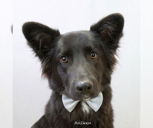 Shollie Dogs for adoption in Hot Springs Village, AR, USA