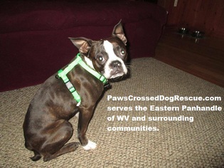 Boston Terrier Dogs for adoption in Hedgesville, WV, USA