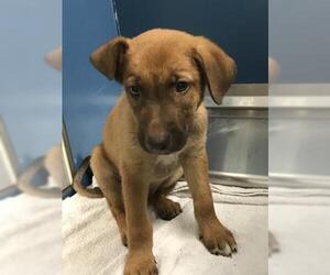 Labrador Retriever-Unknown Mix Dogs for adoption in Conroe, TX, USA