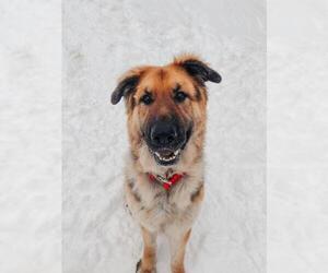 German Shepherd Dog Dogs for adoption in Manchester, IA, USA