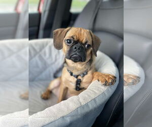 Brussels Griffon Dogs for adoption in St. Louis Park, MN, USA