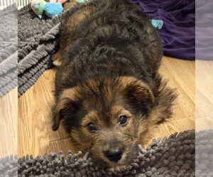 German Shepherd Dog-Unknown Mix Dogs for adoption in FAIRLAWN, OH, USA