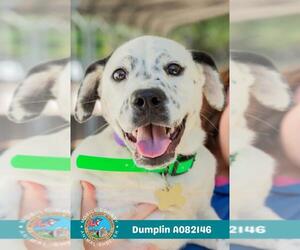 American Bulldog-Unknown Mix Dogs for adoption in Mobile, AL, USA