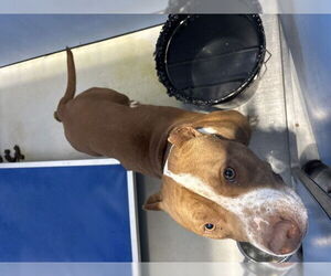 American Pit Bull Terrier Dogs for adoption in San Bernardino, CA, USA