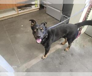 Mutt Dogs for adoption in Santa Cruz, CA, USA