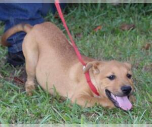 Boxer-German Shepherd Dog Mix Dogs for adoption in Holly Hill, SC, USA