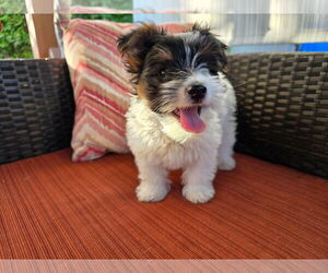 Mutt Dogs for adoption in Clovis, CA, USA