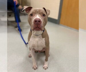 American Pit Bull Terrier Dogs for adoption in Boston, MA, USA