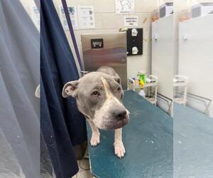 Bulldog Dogs for adoption in Mobile, AL, USA