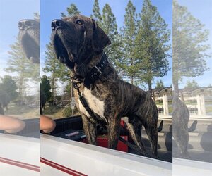 Fila Brasileiro Dogs for adoption in Jasper, AL, USA