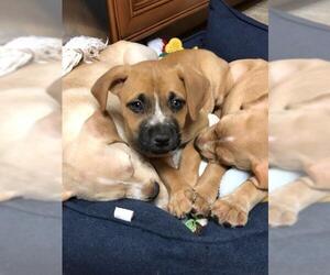 Boxador Dogs for adoption in Fayetteville, GA, USA