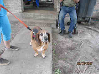 Basset Hound Dogs for adoption in Corpus Christi, TX, USA