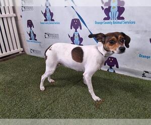 Rat Terrier-Unknown Mix Dogs for adoption in Orlando, FL, USA