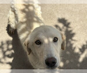 Labrador Retriever Dogs for adoption in Tulsa, OK, USA