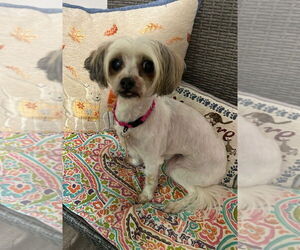 Shih Tzu Dogs for adoption in Ellijay, GA, USA