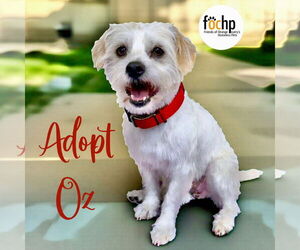 Poodle (Toy) Dogs for adoption in Menifee, CA, USA