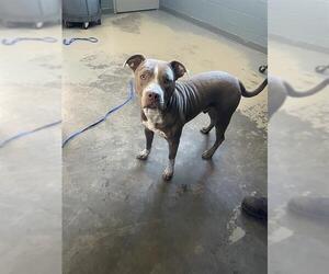 American Staffordshire Terrier-Unknown Mix Dogs for adoption in Tallahassee, FL, USA