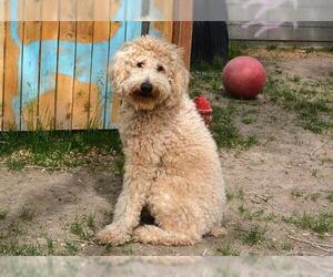 Poodle (Standard) Dogs for adoption in West Valley, UT, USA
