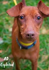 Miniature Pinscher Dogs for adoption in Saugatuck, MI, USA