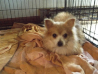 Pomeranian Dogs for adoption in Zaleski, OH, USA