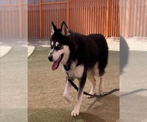 Siberian Husky-Unknown Mix Dogs for adoption in Las Vegas, NV, USA