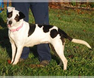 Black and Tan Coonhound-Labrador Retriever-Unknown Mix Dogs for adoption in Chesapeake City, MD, USA