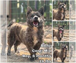 Pembroke Welsh Corgi-Unknown Mix Dogs for adoption in Seattle, WA, USA