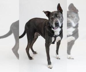 Boston Terrier-Labrador Retriever Mix Dogs for adoption in Princeton, MN, USA