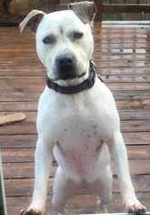 American Pit Bull Terrier-Catahoula Leopard Dog Mix Dogs for adoption in Staunton, VA, USA